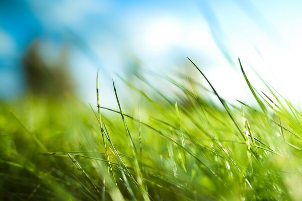 Green grass leaves against the sky