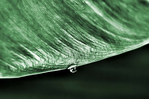 A hanging drop on a green leaf