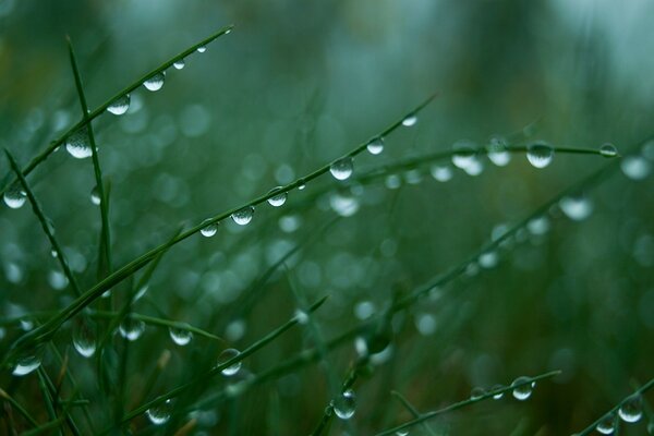 Gotas de rocío sobre hierba verde