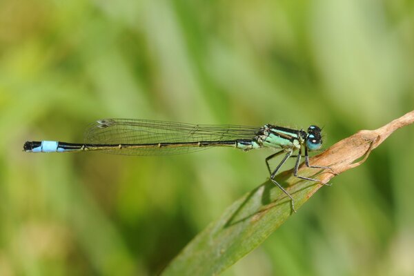 Green dragonfly on a leaf of grass