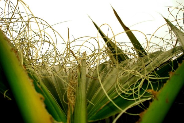 Photo in a field of corn. The plants are ripe in the field. Curls of a corn plant on the background of cobs