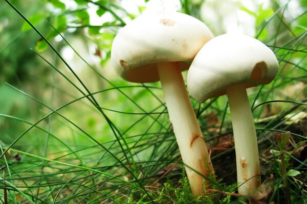 Porcini mushrooms in the green forest
