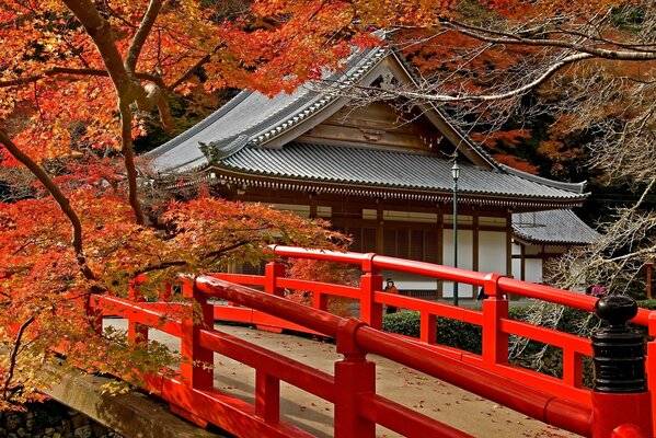 Japońska Świątynia w gąszczu pomarańczowych klonów. W pobliżu Most