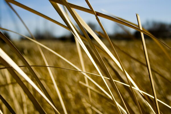 Golden wheat in the field