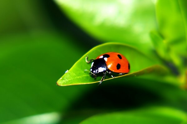 A beetle on a green leaf