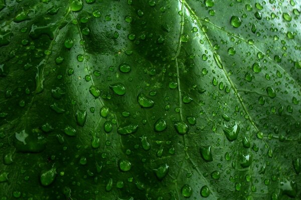 Gouttes d eau sur une feuille verte