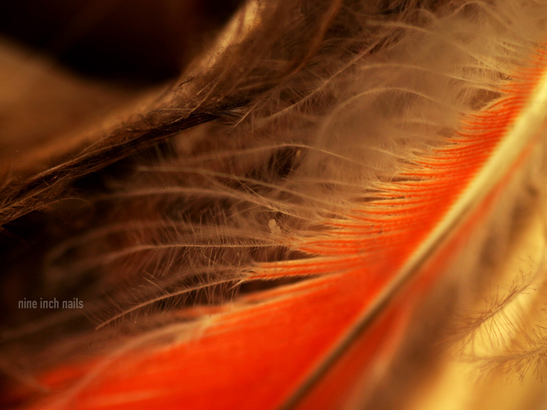 nine inch nails feather