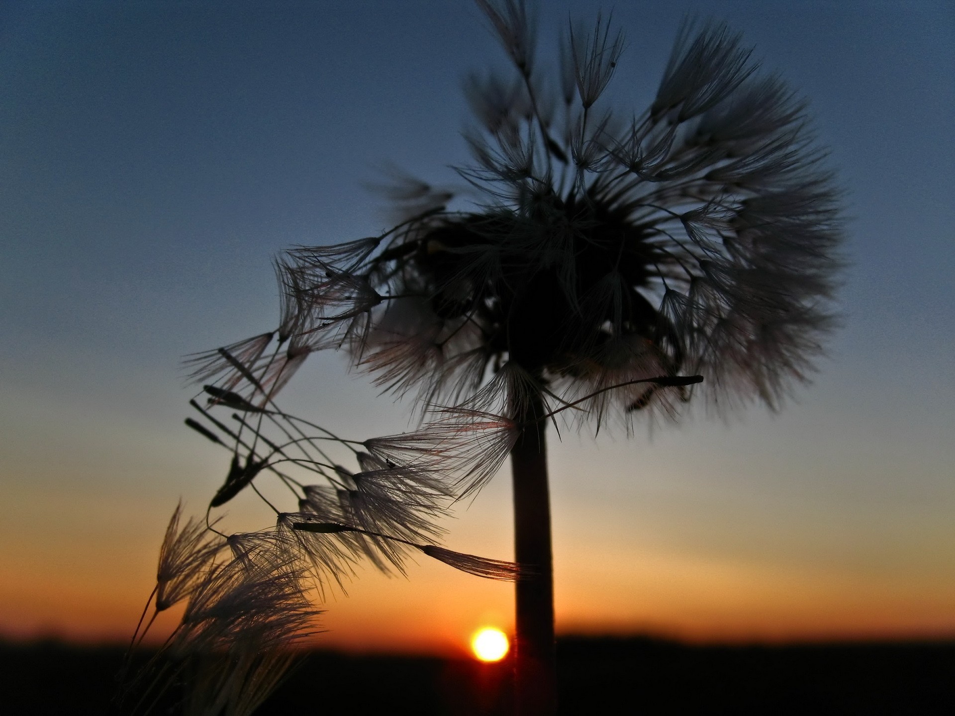 sol puesta de sol diente de león