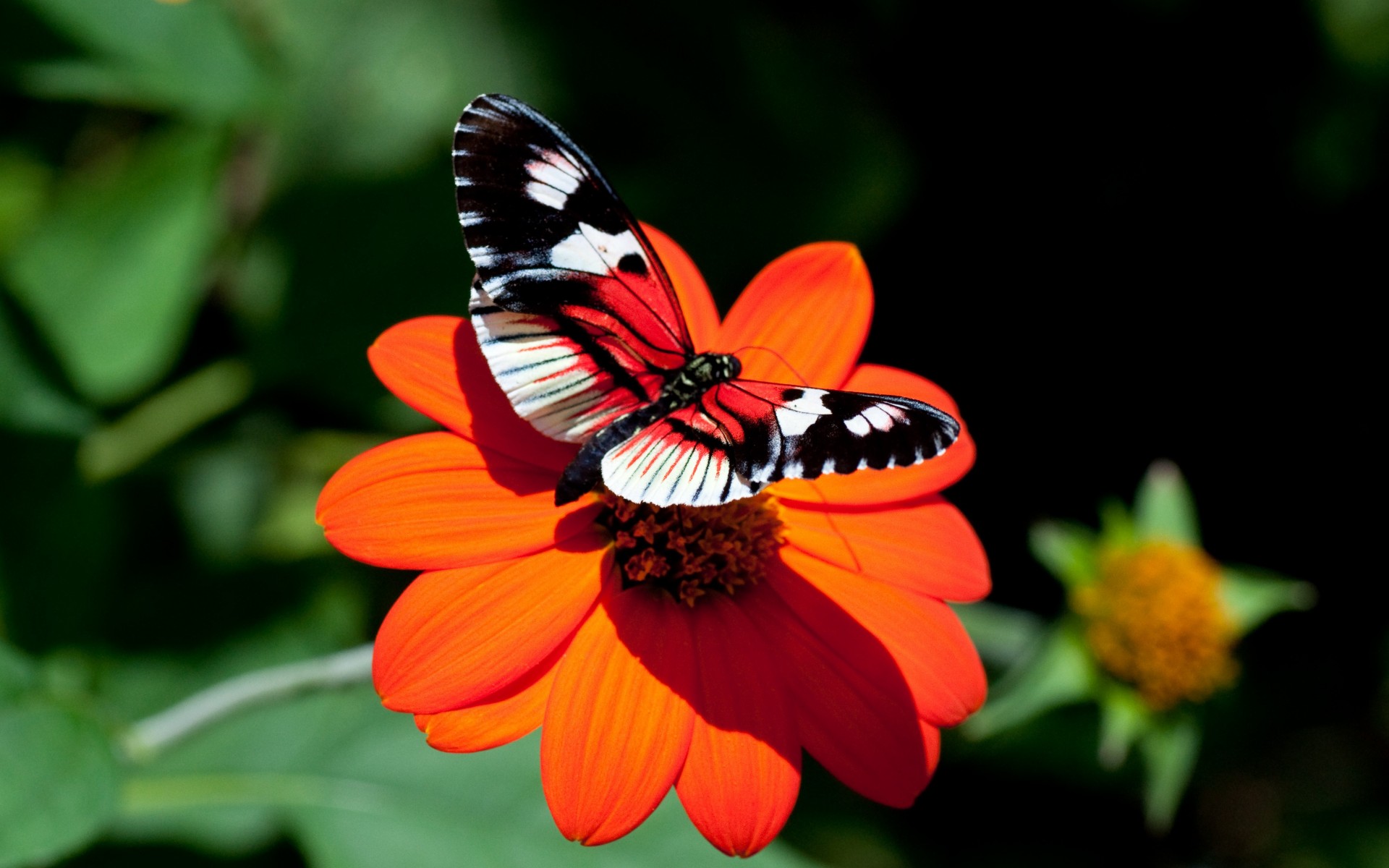 farfalla aster fiore