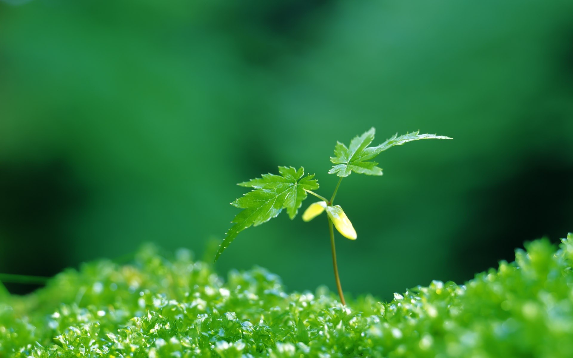 planta verde hojas