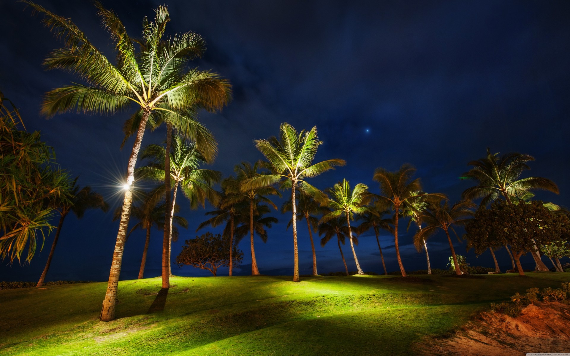 noche palmeras hierba hawaii oahu campo