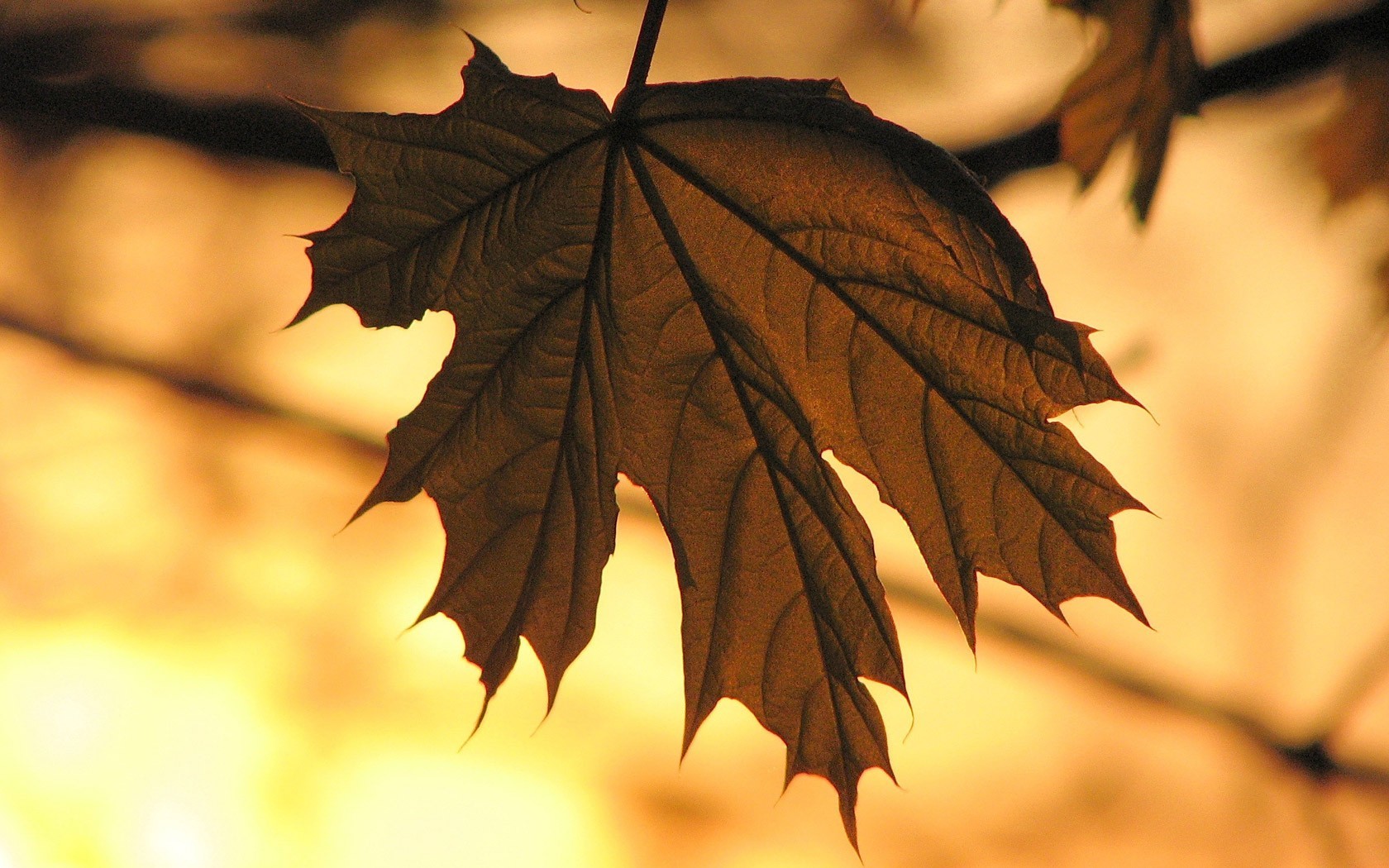 hoja otoño amarillo