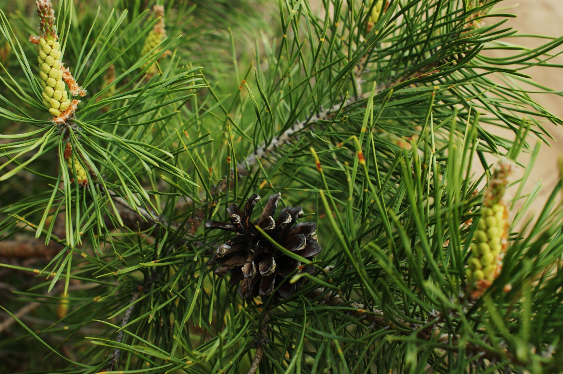 sapin pomme de pin vert branches