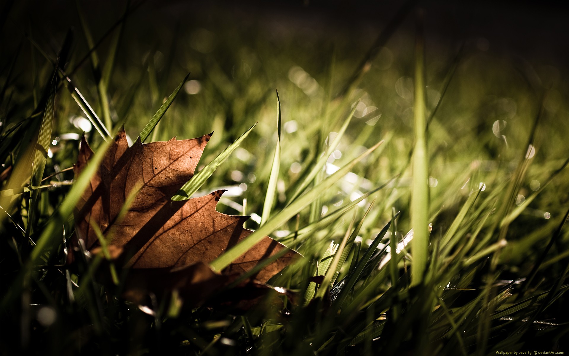 листок трава осень падение