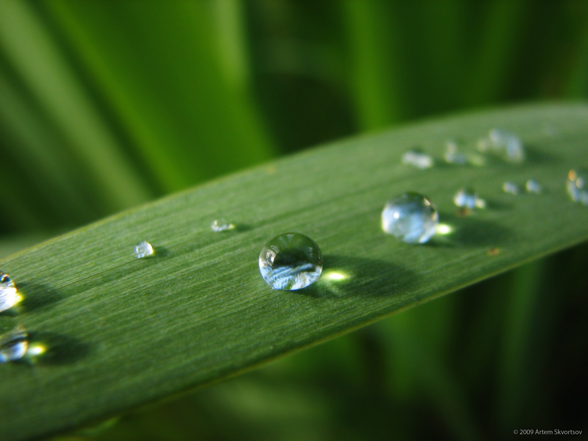 rosa drops water sheet green