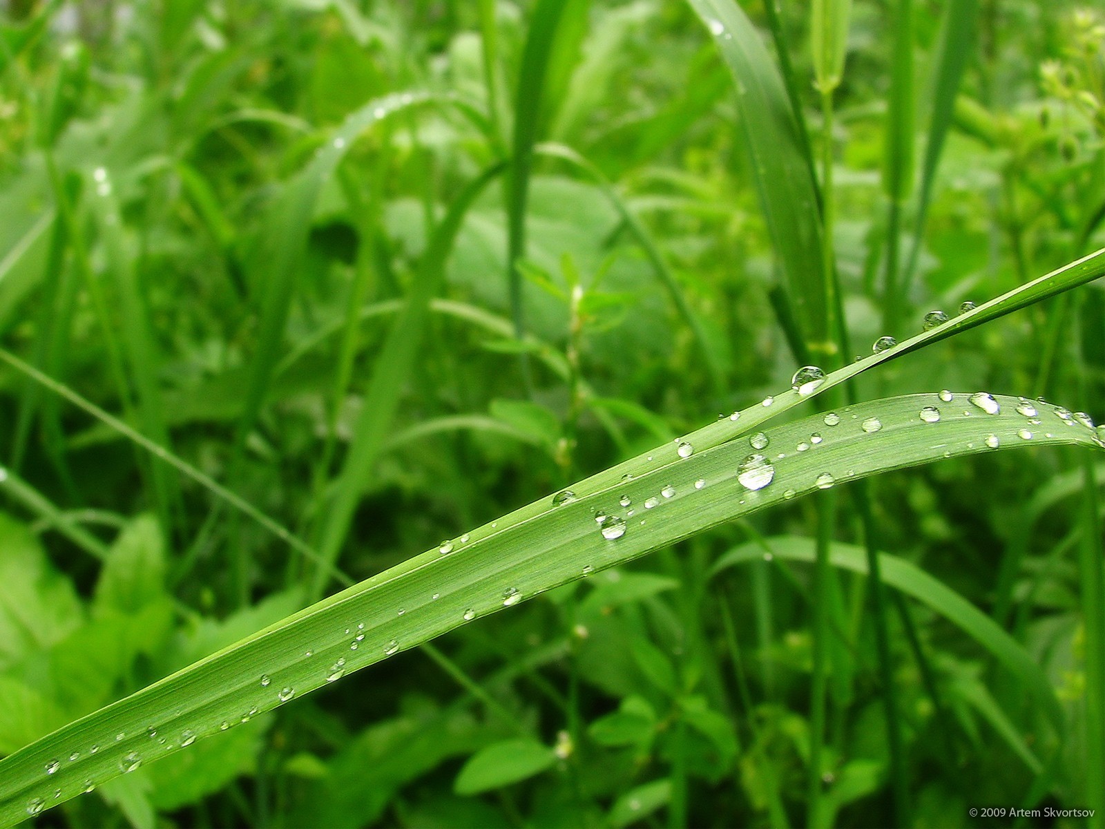 rosée gouttes vert feuille