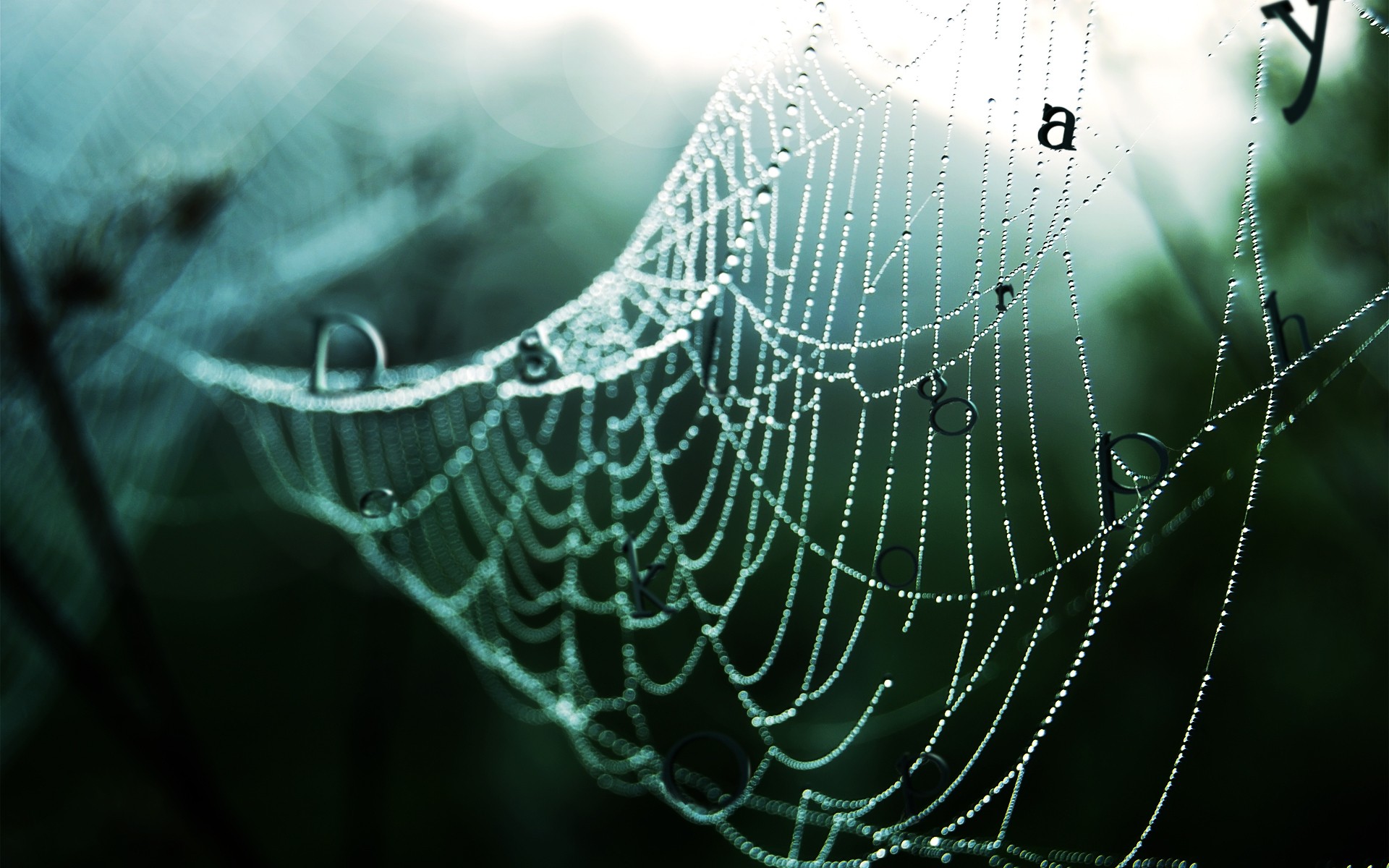 spinnennetz tropfen wald regen