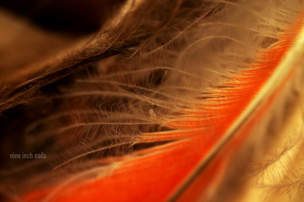 Beautiful, bright, colored feathers