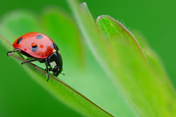 Macro insects ladybug on a leaf