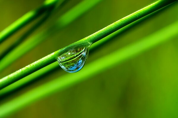 A drop of pure dew on a green twig
