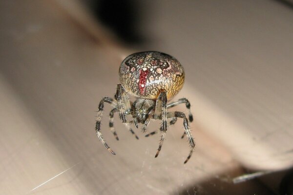 Ein Spinneninsektenbild in einer Makroaufnahme