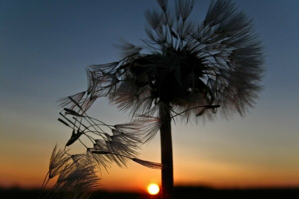 Diente de León al atardecer