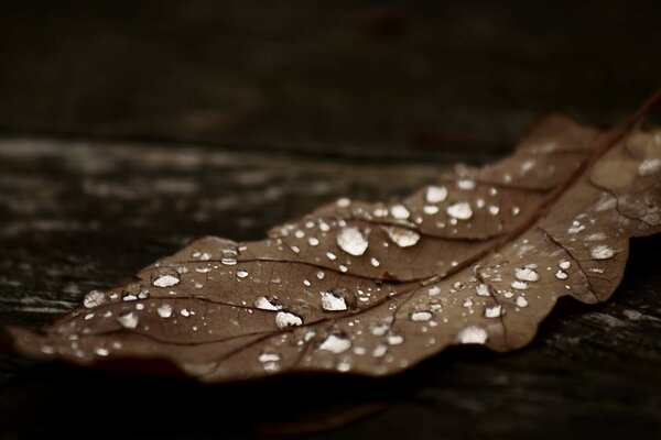 There are a lot of drops on the brown leaf