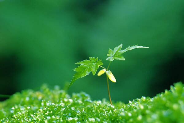 A small green plant on the grass