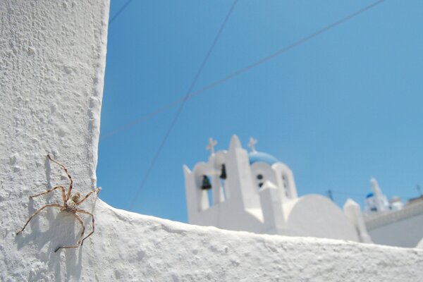 A spider crawls on the white stone of a building