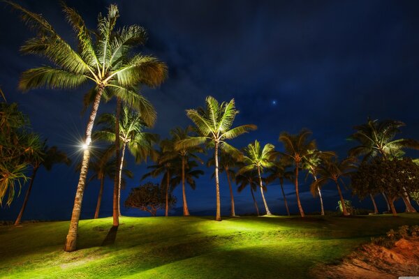 Herbe de nuit et palmiers à Hawaii