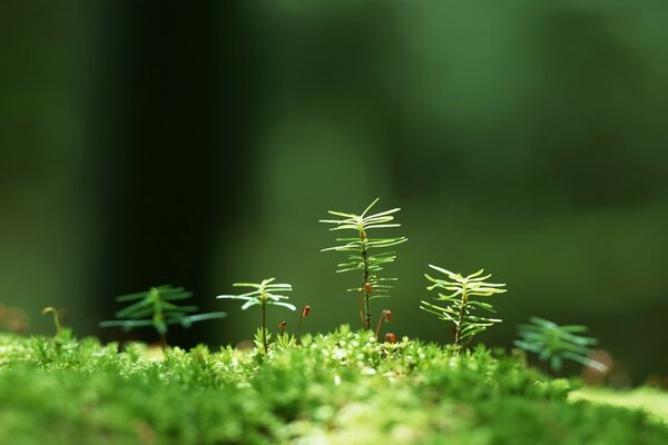 Grüne Sprossen im Wald