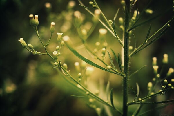 A green plant with white buds