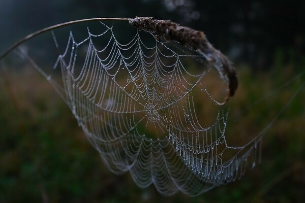 Morning dew drops on the web