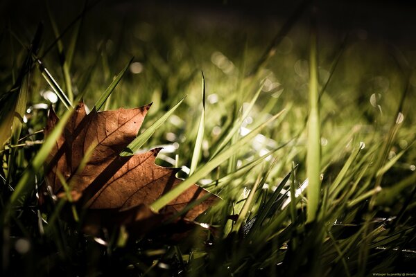 L arrivo dell autunno, le prime foglie cadute