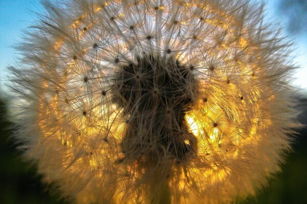 La pelusa de diente de León a través de la cual los rayos del sol se abren paso