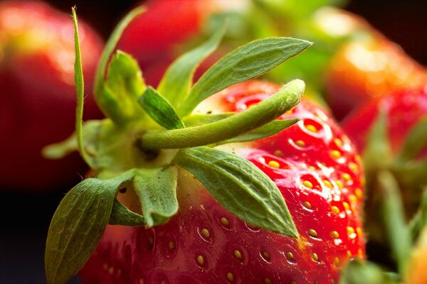 Makro rote Erdbeerbeere