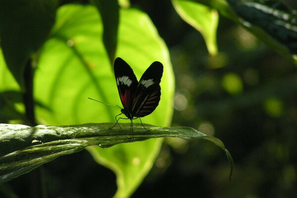 Un papillon est assis sur une feuille et essaie de trouver de la nourriture