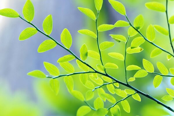 Ramoscello di un albero con piccole foglie