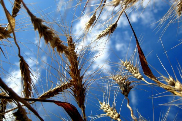 Ähren von reifem Weizen vor einem Hintergrund von klarem Himmel