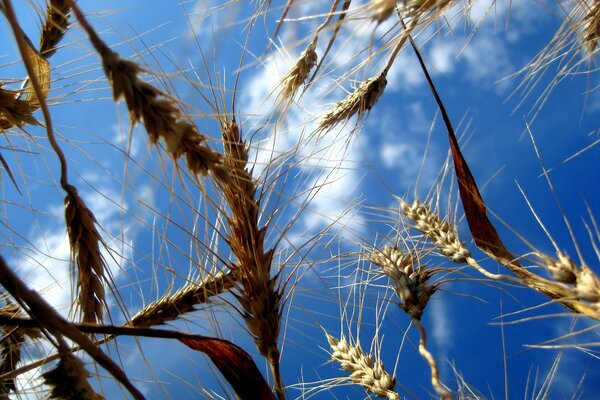 Spighe di grano maturo su uno sfondo di cielo sereno