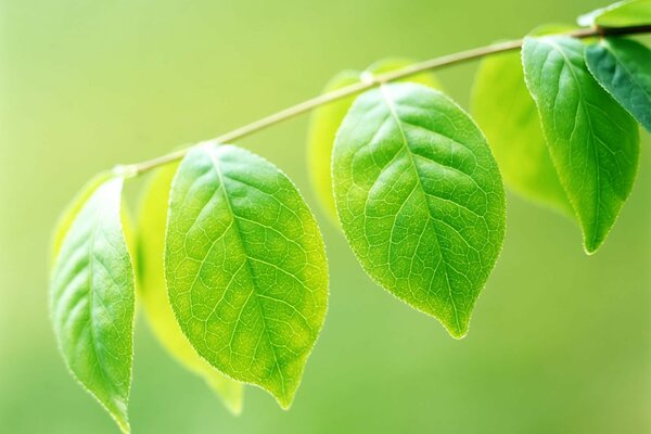Свежая зеленая веточка с листями