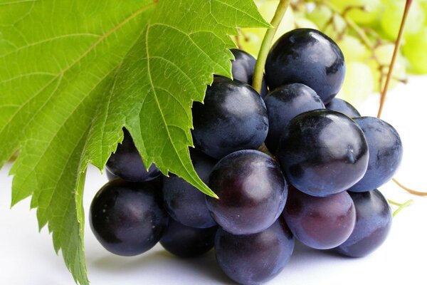 Black grapes with a green leaf