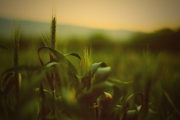 Campo con espiguillas verdes