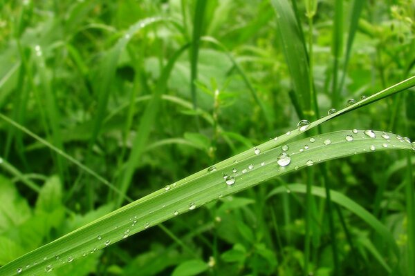 Dew drops on the green grass