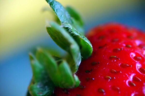 Primo piano di fragole succose