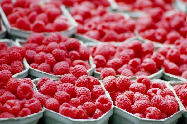 Trays with pink juicy raspberries