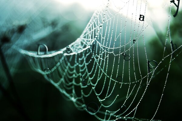 Foto di una ragnatela bagnata nella foresta