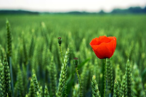 Einsamer Mohn auf einem grünen Feld