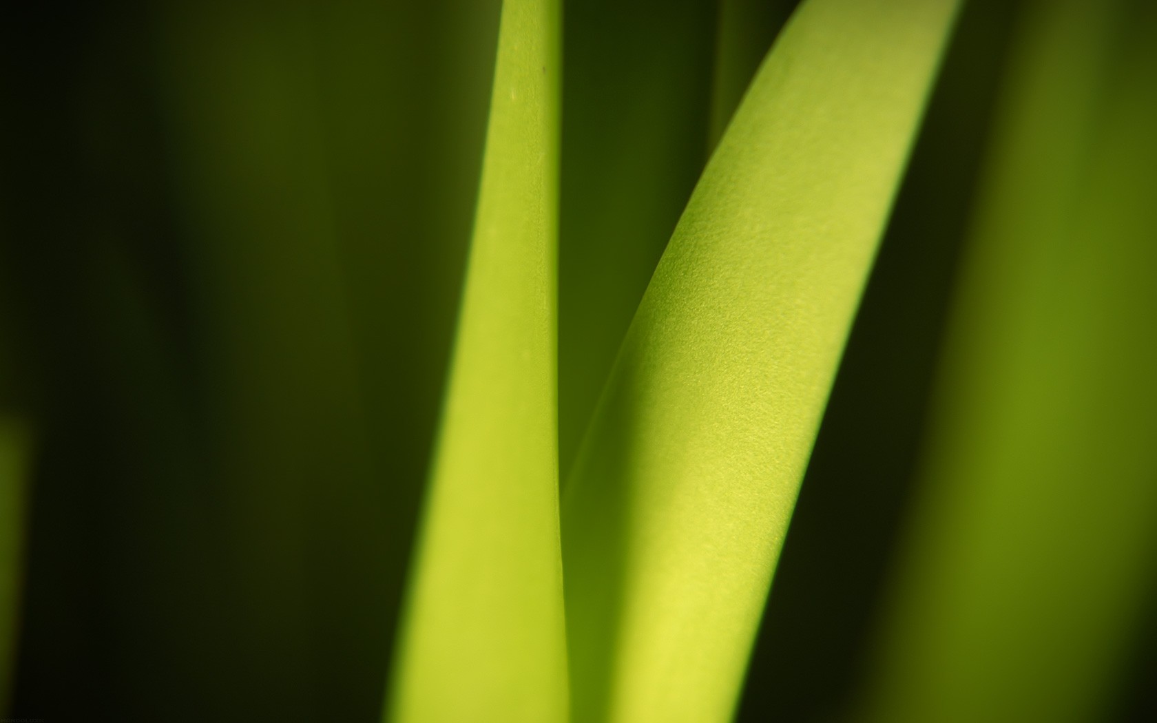 quelque chose de vivant quelque chose de vivant plante feuille