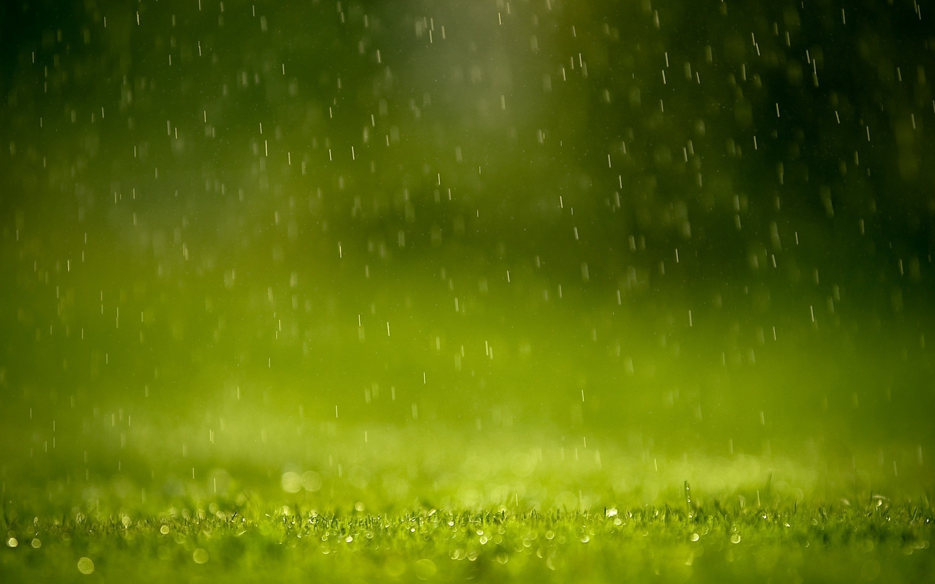 pluie herbe verdure gouttes éclaboussures